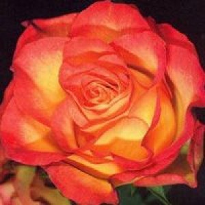 Роза Анимо (флорибунда)