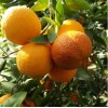 Апельсин Фрагола: фото и описание