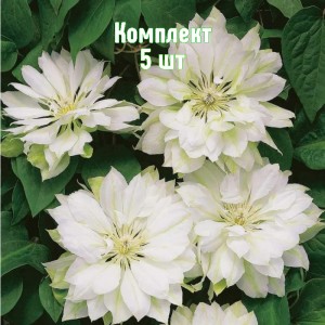 Комплект 5шт / Клематис Юкиокоши