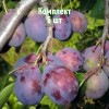 Комплект 5шт / Слива Кубанский Карлик: фото и описание