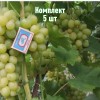 Комплект 5шт / Виноград Золотинка