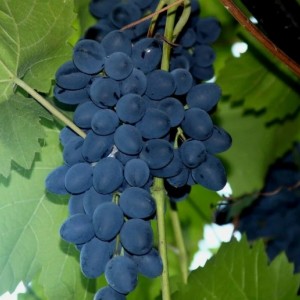 Виноград Зинта